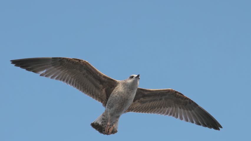 Seagull flying freely in natural environment, bird in motion with wings spread against open sky, symbol of freedom, wildlife behavior and calm coastal atmosphere