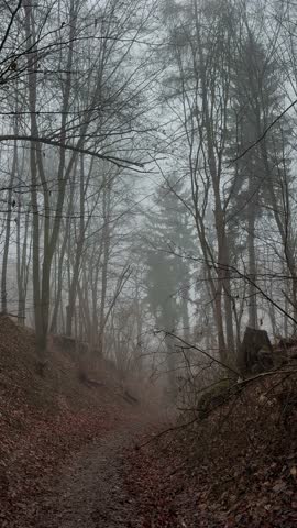 Foggy forest path surrounded by bare autumn trees and evergreen spruce in a moody late autumn landscape

