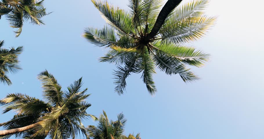 Tall palm trees in a dense jungle on a tropical island in Maldives