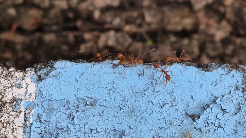 Weaver Ants Crawling on Peeling Blue Paint Wall - Macro Nature Video