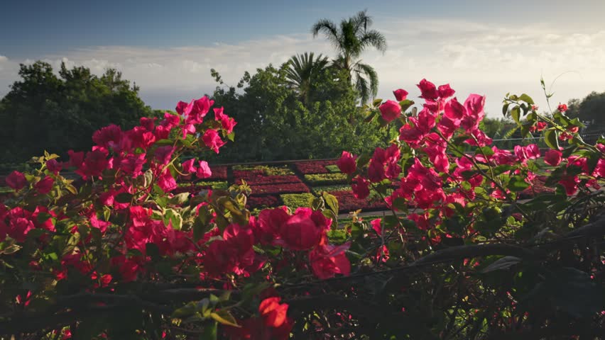 Terraced Madeira Botanical Garden in Funchal, Portugal, exotic plants, colorful landscaped patterns and lush tropical nature overlooking the city. Aerial View