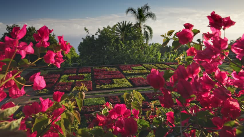 Terraced Madeira Botanical Garden in Funchal, Portugal, exotic plants, colorful landscaped patterns and lush tropical nature overlooking the city. Aerial View