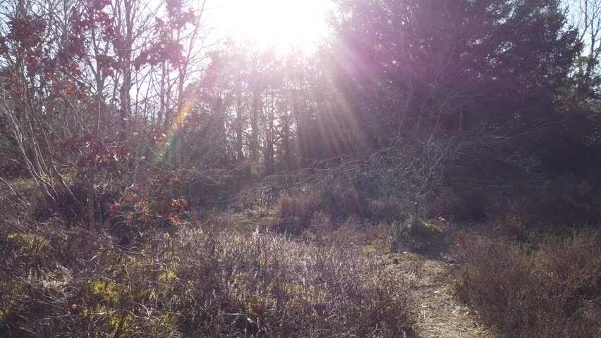 Sunset nature landscape with flying insects in the sunlight