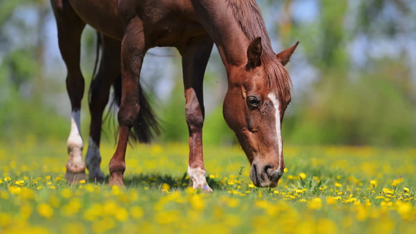 Slow motion 4K video of brown horse eating grass in springtime flower meadow.