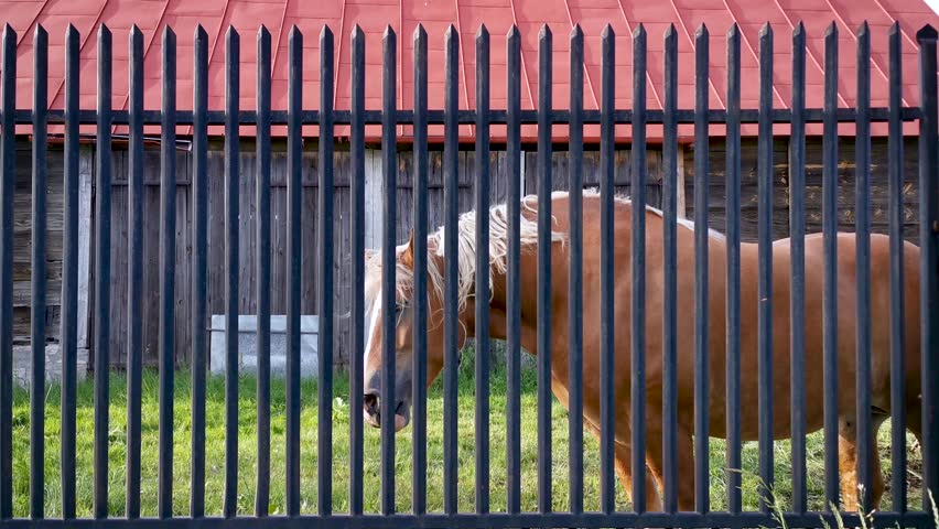 4K footage of farm horse on a farmyard in Masovia region of Poland