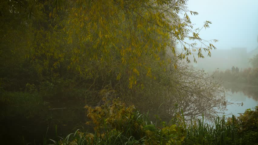 Autumn fog covering riverside vegetation near houses creating serene mood. Fog rolling between ancient trees revealing hidden shadows. Morning mist surrounding quiet waterbank landscape forming
