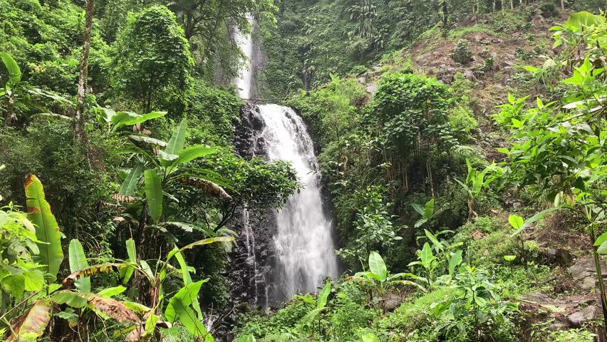 Beautiful tropical forest landscape with a clear natural river flowing through lush green vegetation.