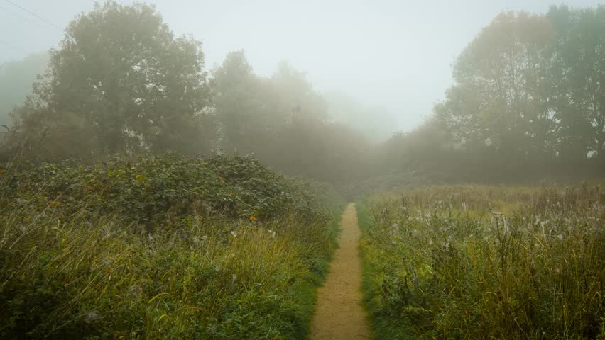 Quiet fog lying over narrow woodland trail leading through wild meadow filled with morning spirits. Dense fog blurring shapes of nature spreading silent magic. Tranquil mist resting on thin forest