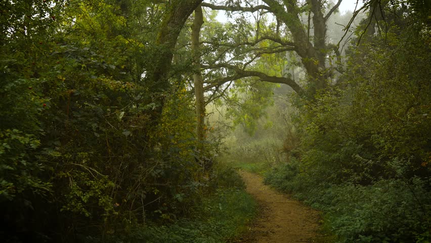 Narrow forest path curving beneath tall trees covered in mist and green leaves. Mist wrapping landscape turning ordinary view into magic vision. Woodland trail winding through foggy grove surrounded