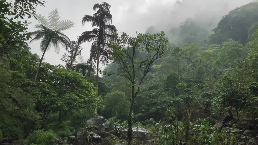 Beautiful tropical forest landscape with a clear natural river flowing through lush green vegetation.