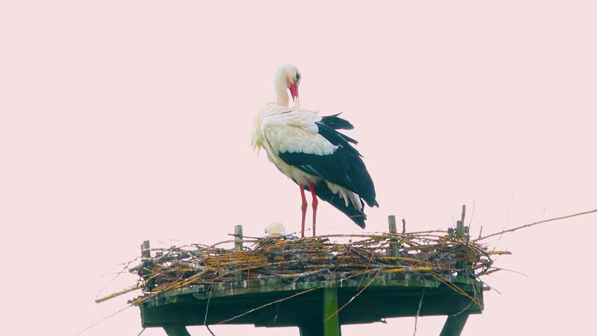 Two White Storks, Ciconia ciconia, one standing and one lying on eggs together on a high nest on a pole with their plumage moving in the wind at sunset against a soft violet sky