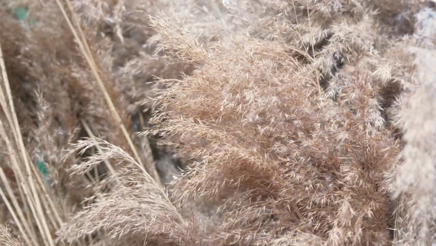 Pampas grass plumes sway gently in the breeze, a close up view of nature's beauty