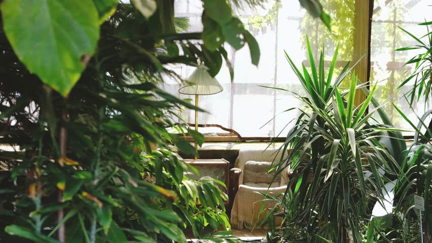 Bright sunlit sunroom with lush green Dracaena plants and a cozy armchair by the window.