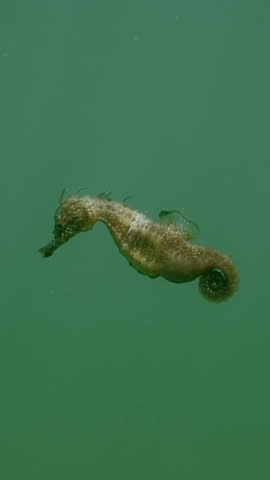 Vertical video, Pregnant male Seahorse swimming in water column in sun rays, Slow motion, Long Snouted Seahorse (Hippocampus guttulatus)