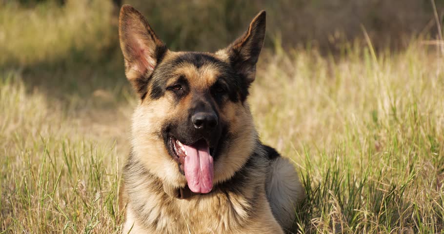 Purebred German Shepherd Dog Resting in Dry Grass Near the Road. Autumn Mood with Domestic Animal Playing Outdoors and Staring to the Camera