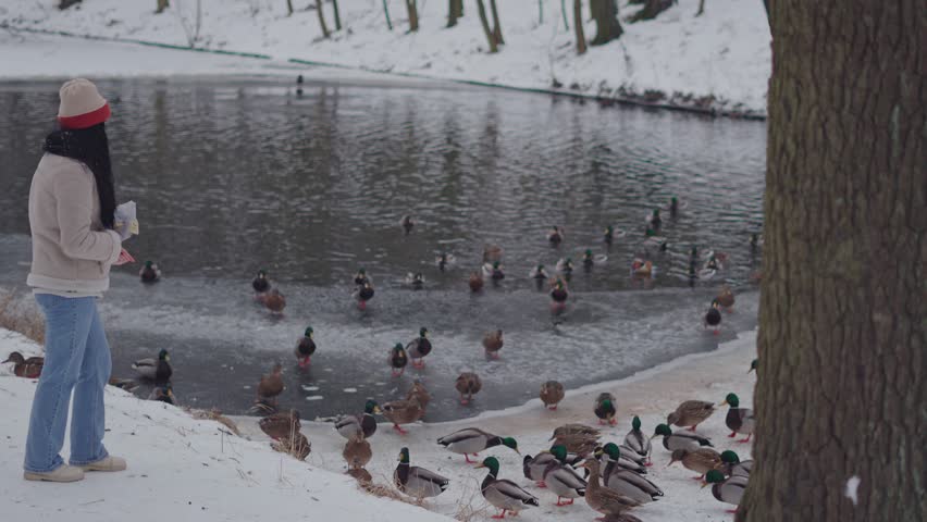Young woman giving food to ducks near frozen lake in winter park