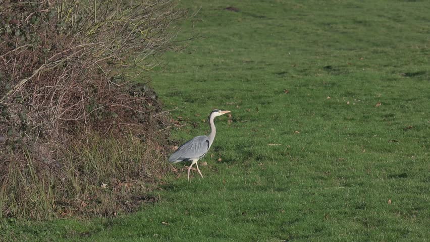 Grey Heron (Ardea cinerea) taking off and flying across a field in slow motion. January, Kent, UK [Slow motion x10]