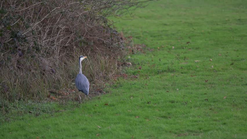 Grey Heron (Ardea cinerea) taking off and flying across a field in slow motion. January, Kent, UK [Slow motion x10]