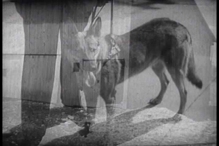 1930s - A variety of dogs do a variety of tasks in the 1930s.
