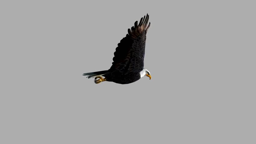 Majestic flying eagle with alpha channel on transparent background, loopable animation. Powerful bird in smooth flight, ideal for compositing, motion graphics, wildlife visuals, patriotic themes, freedom concepts, and cinematic video projects.