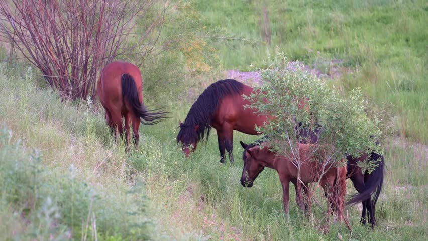 Horses peacefully grazing on lush green grass along a gentle hillside slope, surrounded by nearby shrubs. Serene pastoral landscape, vibrant springtime scene, idyllic countryside nature.