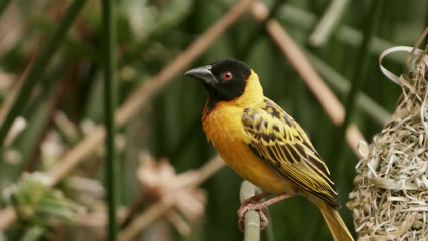 A striking yellow and black weaver bird perches attentively beside its intricate, woven grass nest