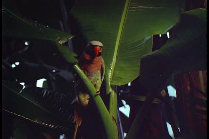 1960s - A parrot in a tree and a soldier waking up from under his mosquito net in Vietnam in the 1960s.