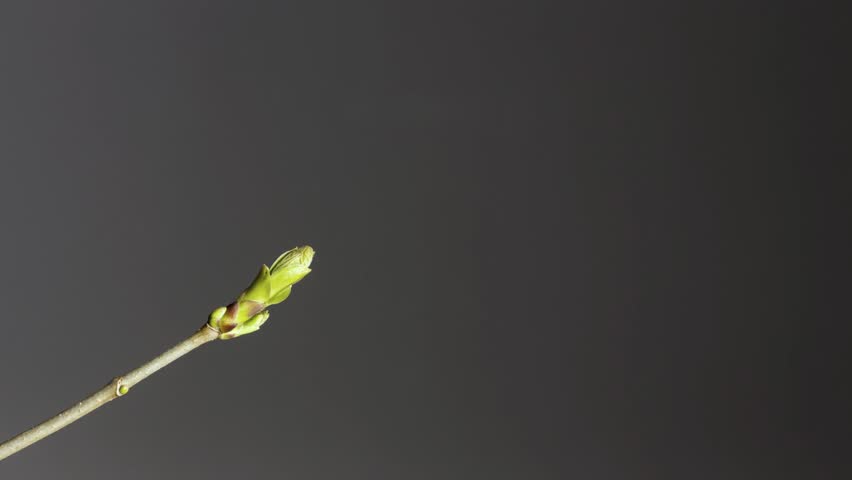 Spring Bud Time-Lapse: New Green Leaves Unfurling and Growing