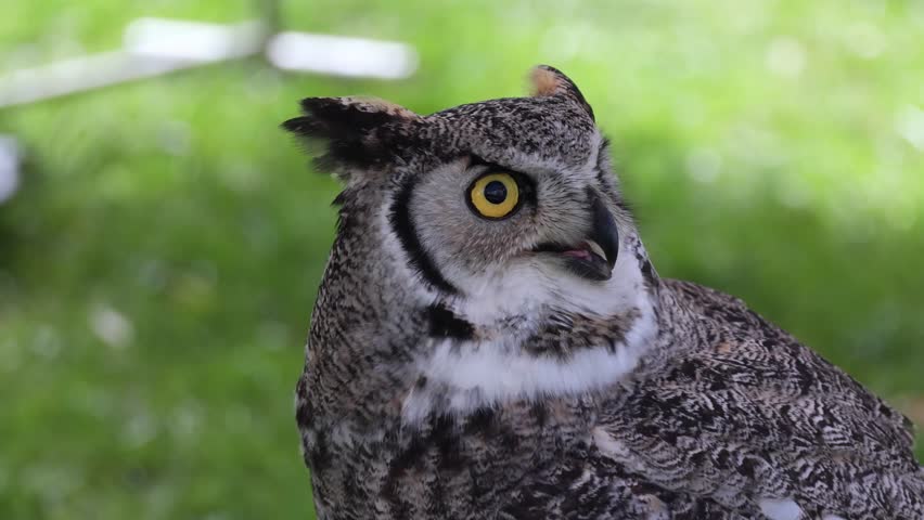 Portrait of an eagle owl: Close-up of an owl with distinctive yellow eyes and ear tufts.