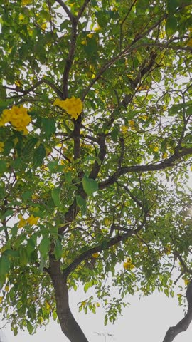 Bright Sunlight Shining Through Lush Green Tree Leaves