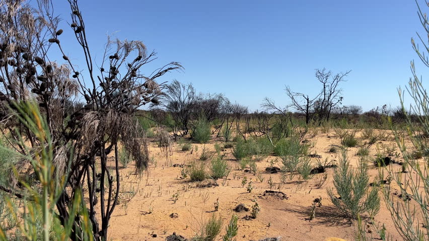 Dry ground shows small plants and blackened trees under a clear blue sky in a desert area in Australian outback