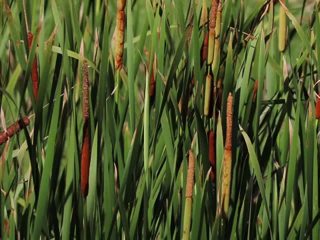 Close-up of brown cattails and tall green leaves growing in a sunny wetland marsh or pond area.
