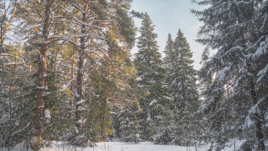 Snowfall in winter in the forest, soft snowy christmas morning with falling snow. Winter landscape. Snow covered trees.