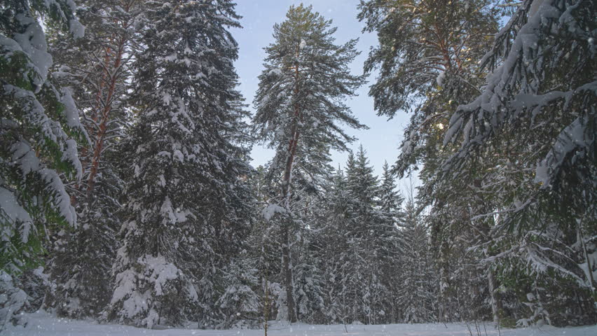 Snowfall in winter in the forest, soft snowy christmas morning with falling snow. Winter landscape. Snow covered trees.