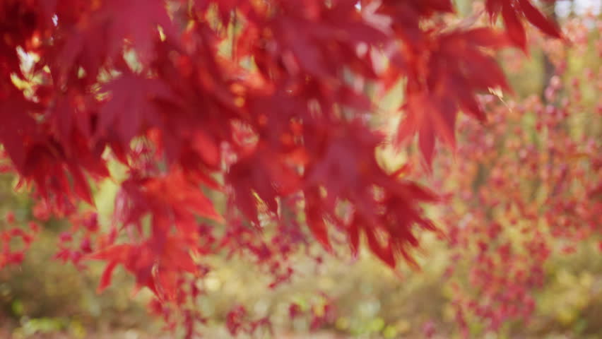 Golden leaves in a autumn forest. Red maple branches against blurred movement. Foliage in the park. Autumn seasonal design. Fall leaves texture. Maple leaves in autumn forest.
