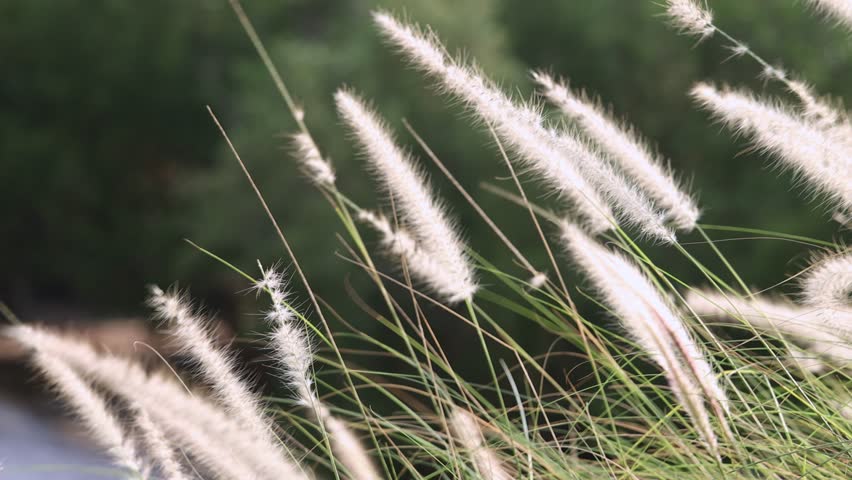 Slow motion feather Grass. White grass flowers sway gently in breeze by warm sunlight. Blurry background of hill trees and sky. Tranquil natural outdoor slow motion. Close up nature grass background.