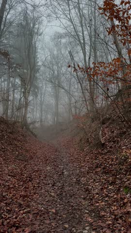 POV forest walk through a misty woodland in late autumn, brown leaf-covered path surrounded by leafless trees and atmospheric fog.
