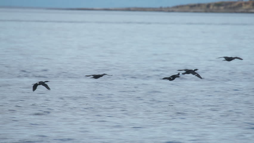 Flock of cormorants flying above ocean water surface. Slow motion.