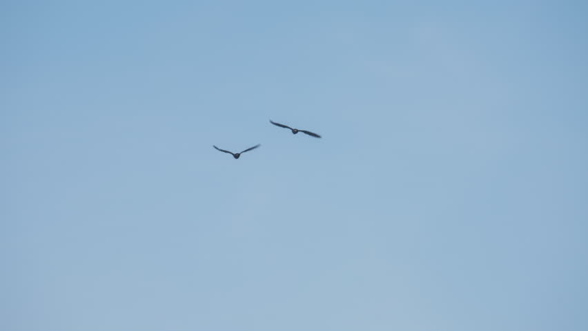 Two cormorants flying in the sky above the pine trees. Slow motion.