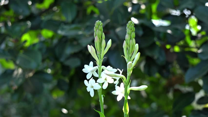 White flowers in the garden. Tuberose flower in a garden close up view.