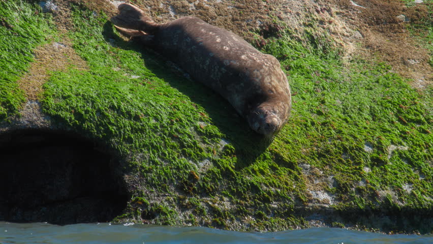 A seal resting on a moss covered rock near the sea water.