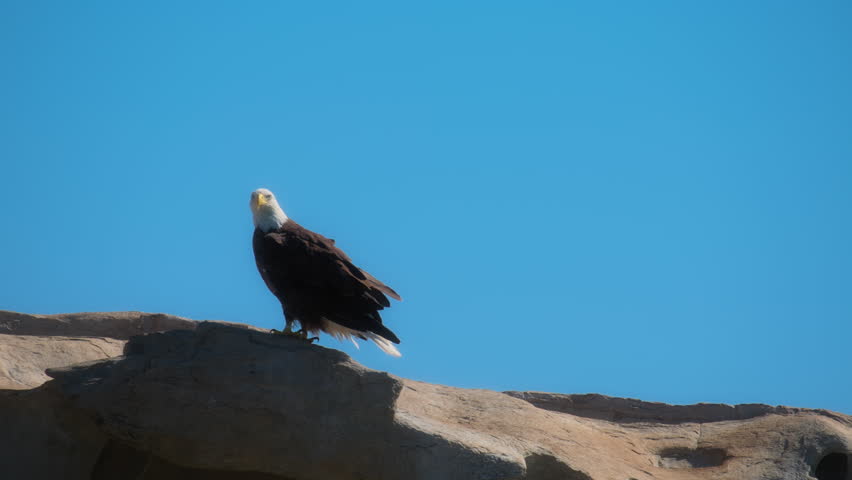 Bald eagle standing on a rock, looking around. Slow motion.
