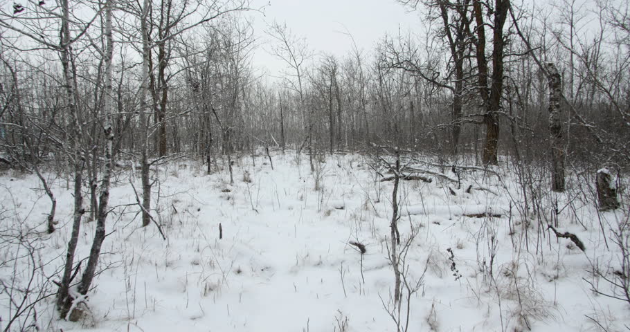 Moving through a winter forest with a light snowfall