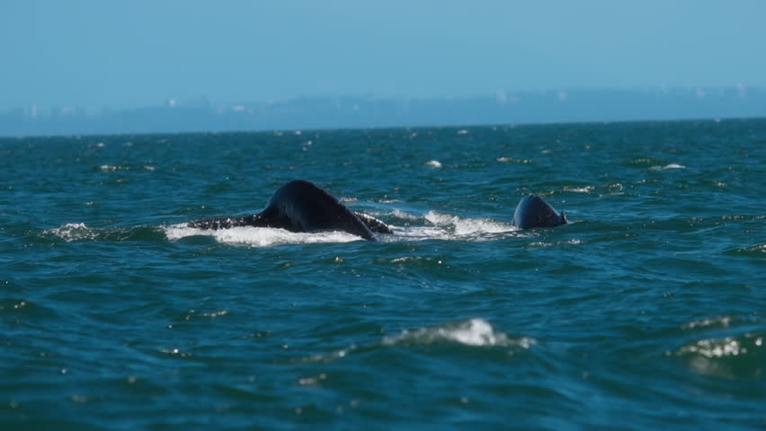 Close up of two tails of the humpback whales surfacing above the water. Slow motion.