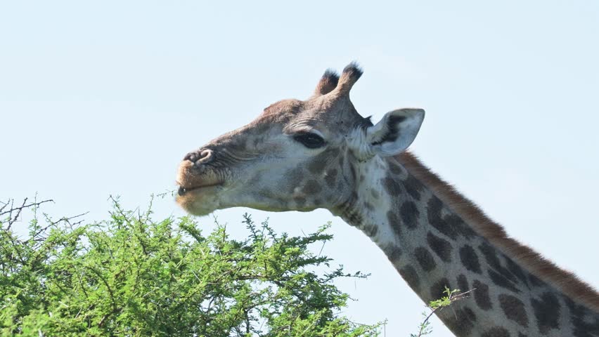 Giraffe pulling leaves from a tree and staring at the camera whilst chewing