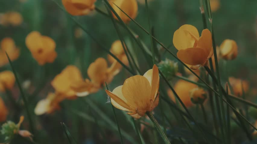 Close-Up of Vibrant Yellow Wildflowers in a Green Meadow