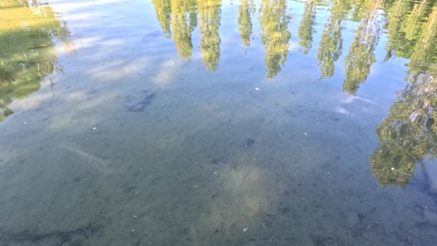 trees reflected on the surface of a lake