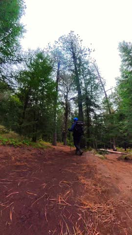 Backpacker with trekking poles hiking uphill on a mountain trail in a beautiful pine forest