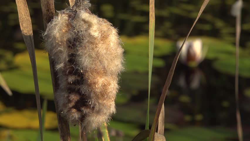 A close-up of a fluffy cattail head gone to seed surrounded by tall reeds, water lilies and lily pads in a marsh at sunset. Highlighting natural textures, earthy tones, and the serene atmosphere of a quiet wetland landscape.