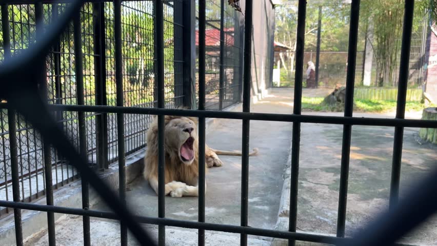 Two lions behind bars in a zoo enclosure, observing their surroundings